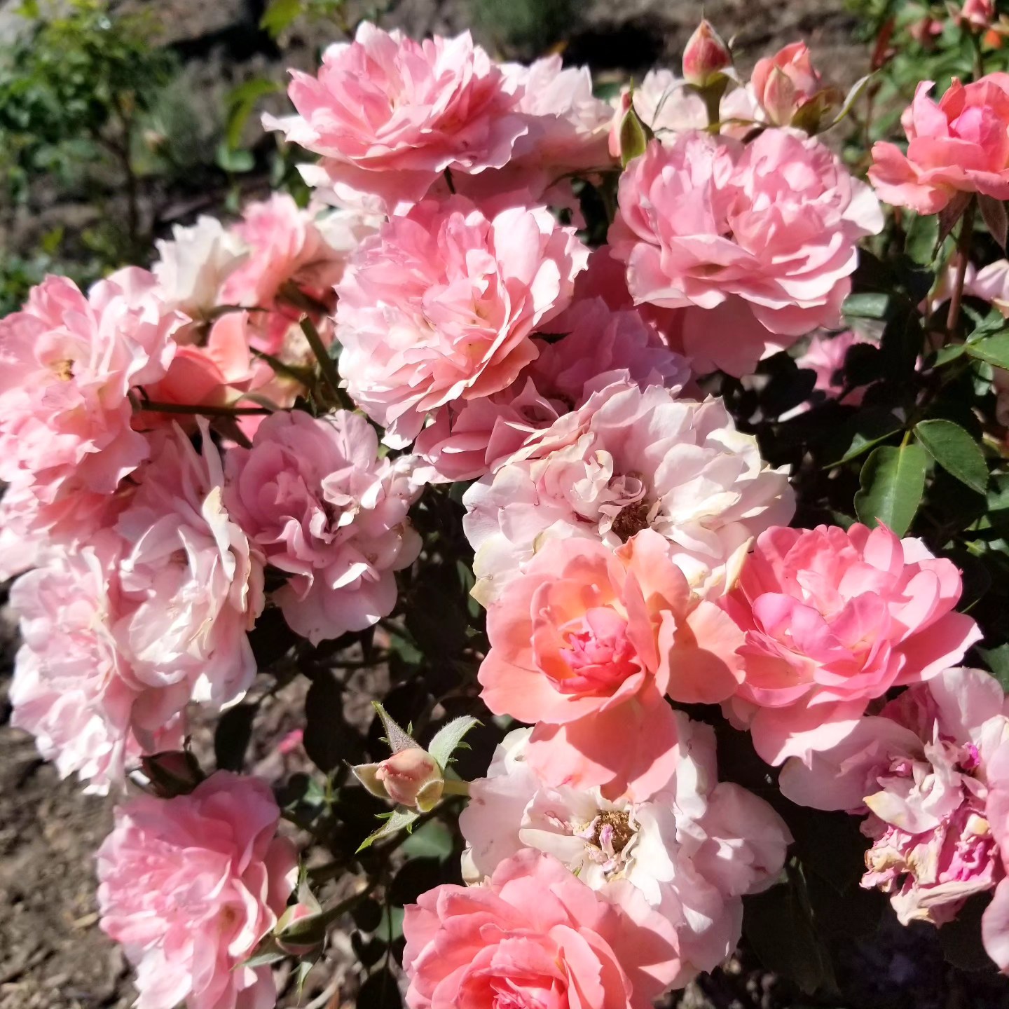 Gene Boerner variety roses