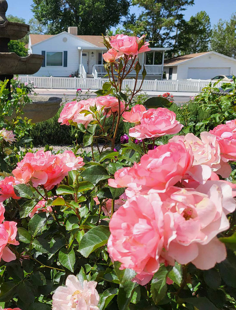 water wise yard with roses
