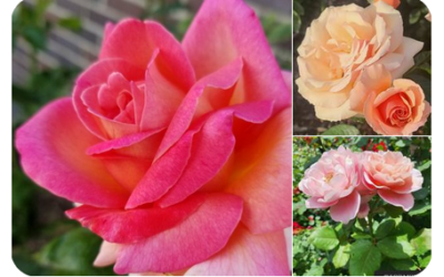 Cultivating Beauty through the American Rose Society