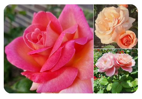 American Rose Society roses we've grown in Utah